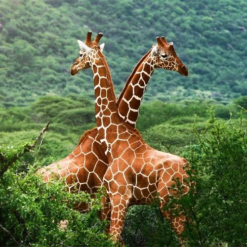 Jiraffe