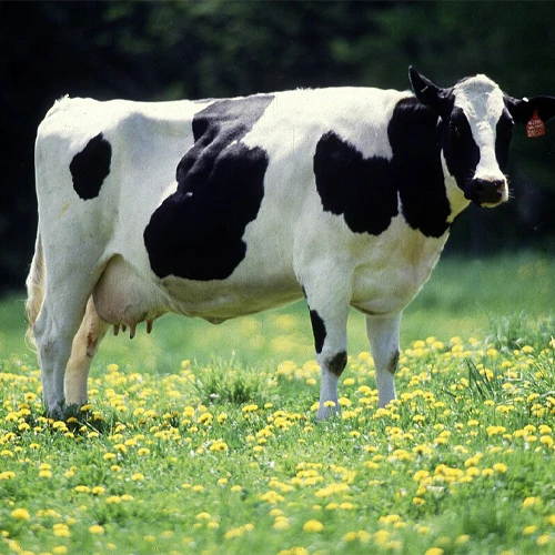 Cow